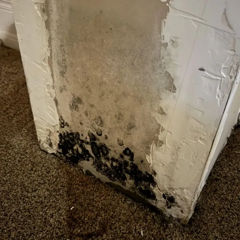Professional Mold Removal in Memphis, MO